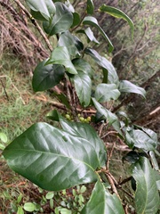 Antidesma platyphyllum