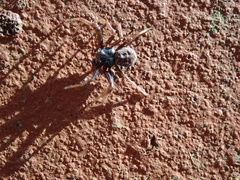 Coriarachne depressa