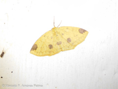 Periclina