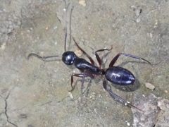 Camponotus kiusiuensis