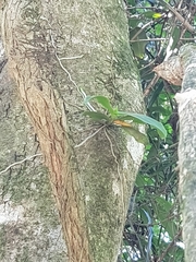 Peristeranthus hillii