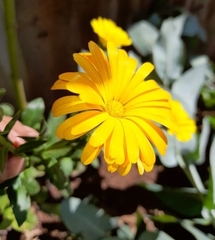 Calendula