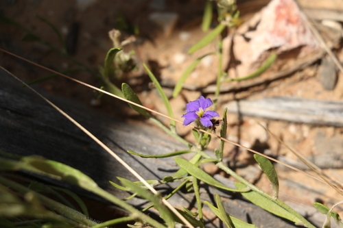 Image of Dampiera adpressa by (c) Greg Tasney, some rights reserved (CC BY-SA)
