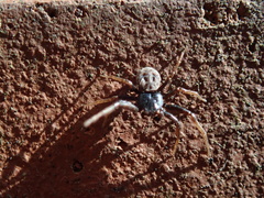 Coriarachne depressa