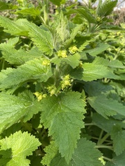 Scrophularia vernalis