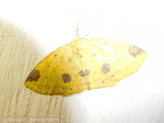 Periclina