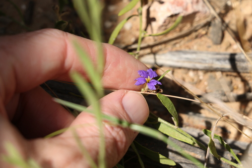 Image of Dampiera adpressa by (c) Greg Tasney, some rights reserved (CC BY-SA)
