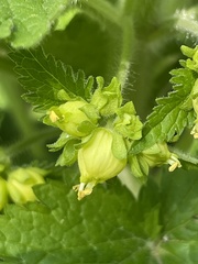 Scrophularia vernalis