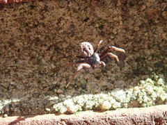Coriarachne depressa