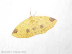 Periclina