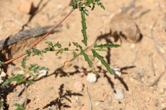 Androcalva pedleyi