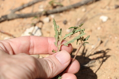 Androcalva pedleyi