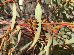 Eucalyptus phenax