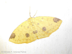 Periclina