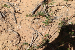 Androcalva pedleyi