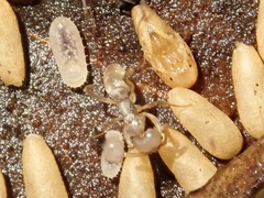 Brachyponera chinensis