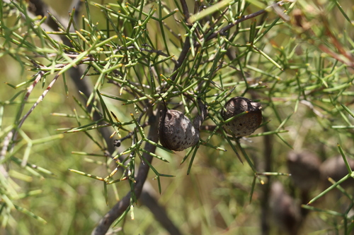 flame hakea (Hakea purpurea)