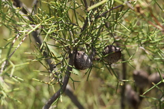 Hakea purpurea