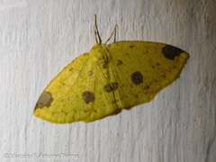 Periclina