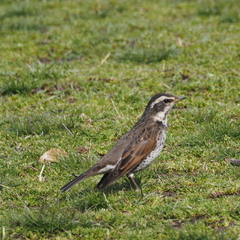 Turdus eunomus