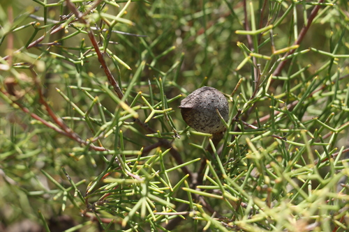 Image of Hakea purpurea by (c) Greg Tasney, some rights reserved (CC BY-SA)