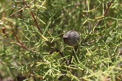Hakea purpurea
