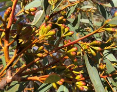 Eucalyptus phenax