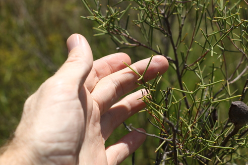 Image of Hakea purpurea by (c) Greg Tasney, some rights reserved (CC BY-SA)