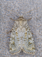 Ichneutica sistens