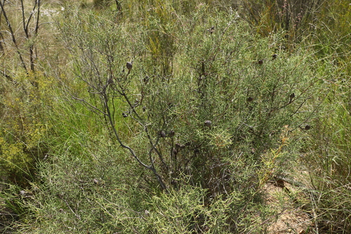 Image of Hakea purpurea by (c) Greg Tasney, some rights reserved (CC BY-SA)