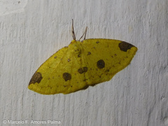 Periclina