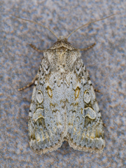 Ichneutica sistens