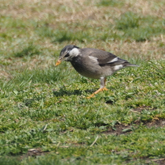 Spodiopsar cineraceus