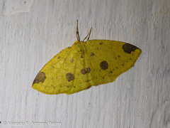 Periclina