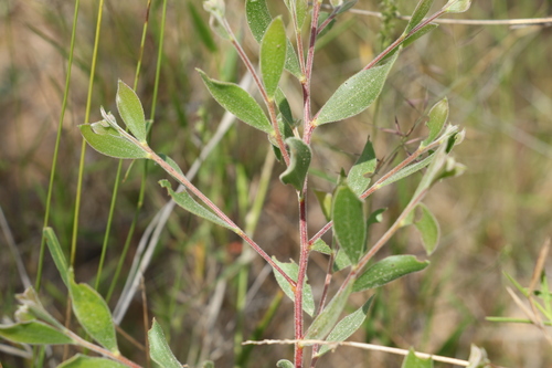 Image of Acacia julifera by (c) Greg Tasney, some rights reserved (CC BY-SA)