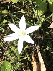 Ornithogalum corsicum