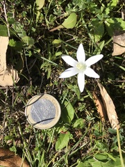 Ornithogalum corsicum
