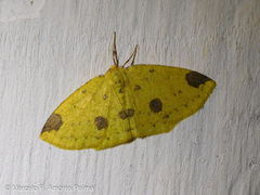 Periclina