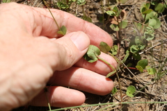 Gonocarpus micranthus micranthus