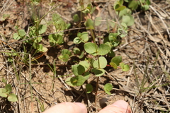 Gonocarpus micranthus micranthus