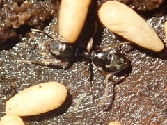 Brachyponera chinensis