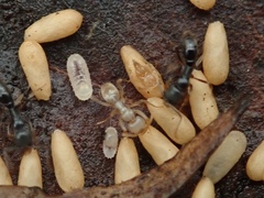 Brachyponera chinensis