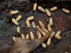 Brachyponera chinensis