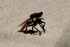 Eccritosia rubriventris