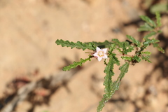 Androcalva pedleyi