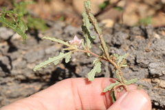 Androcalva pedleyi