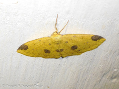 Periclina