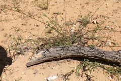 Androcalva pedleyi