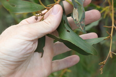 Acacia julifera