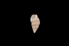 Nassarius fraterculus